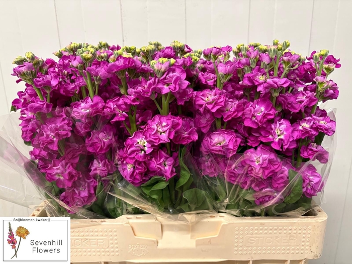 MATTH STOX DEEP ROSE