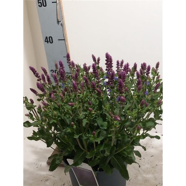 <h4>salvia blauw</h4>