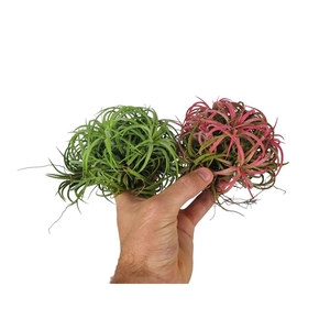 Tillandsia ionantha clumb mix large