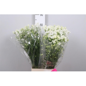 Delph En M Silky White