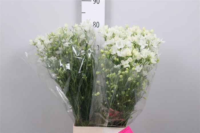 <h4>Delph En M Silky White</h4>