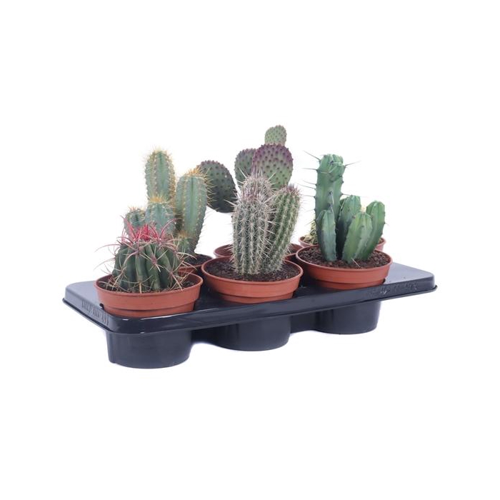 <h4>Cactus canarias 15 cm</h4>