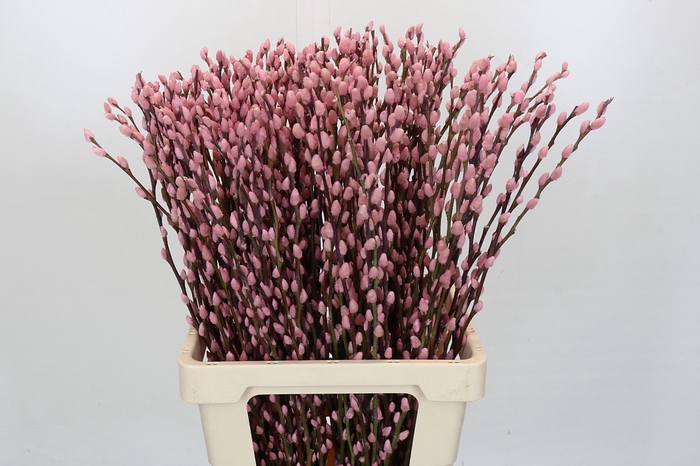 <h4>Salix Caprea Snow Flake P. Light Pink</h4>