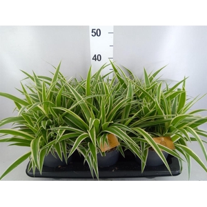 Chlorophytum com. 'Ocean'