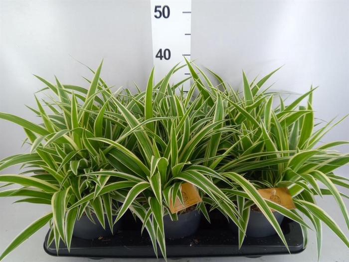 Chlorophytum com. 'Ocean'