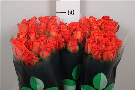 <h4>R Gr Naranga</h4>