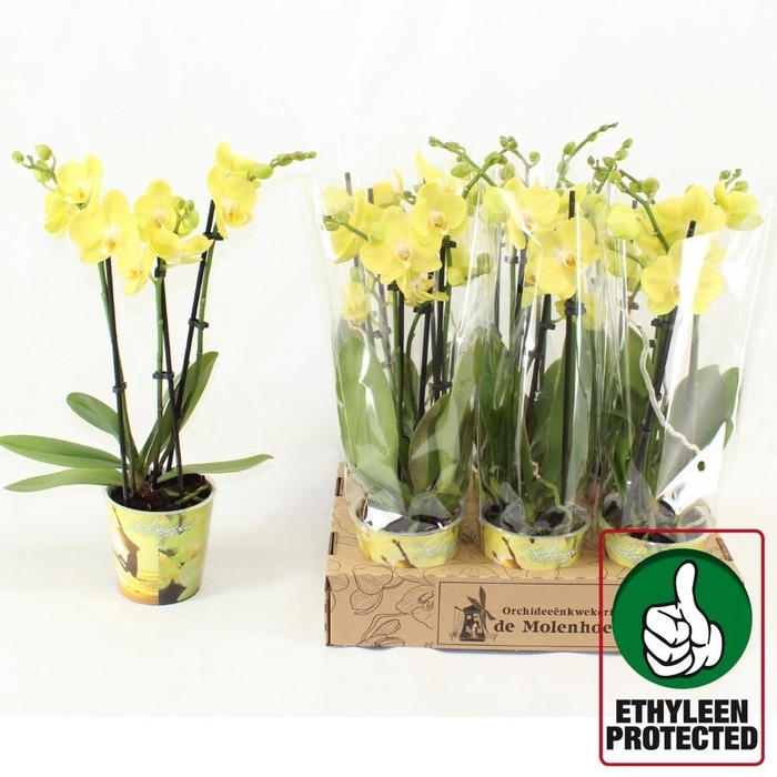 <h4>PHAL AN SAVONA</h4>