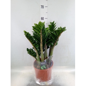Zamioculcas zamiifolia 'Zenzi'