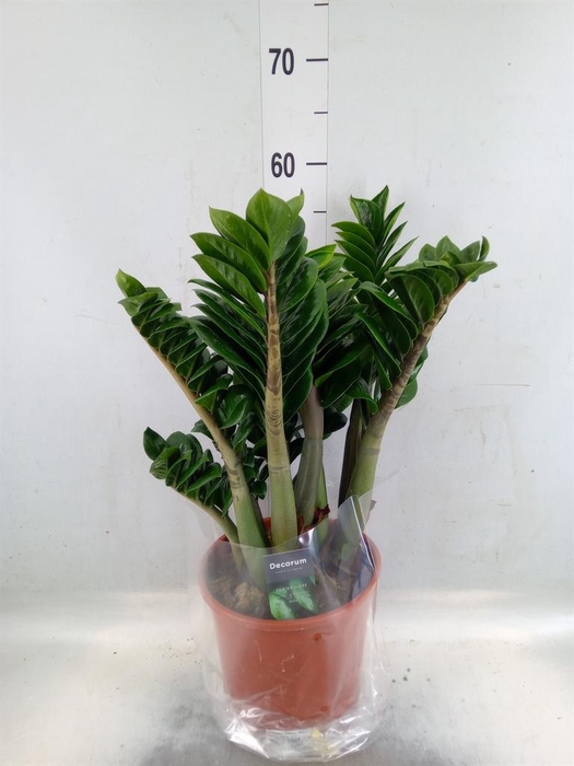 <h4>Zamioculcas zamiifolia 'Zenzi'</h4>