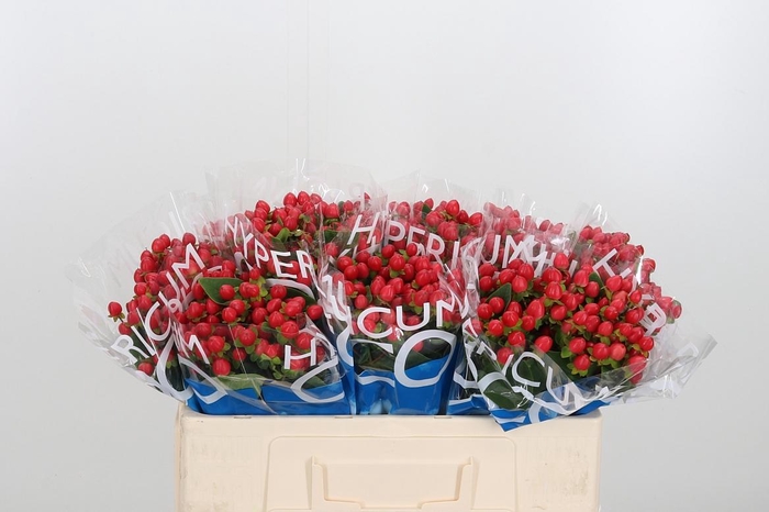 <h4>Hyp Coco Rio Rood</h4>