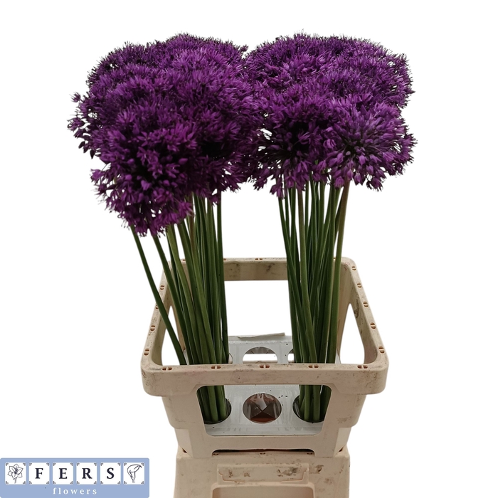 <h4>ALLIUM PURPLE SENS</h4>