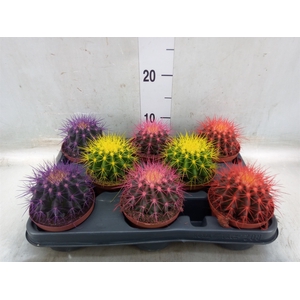 Echinocactus grusonii