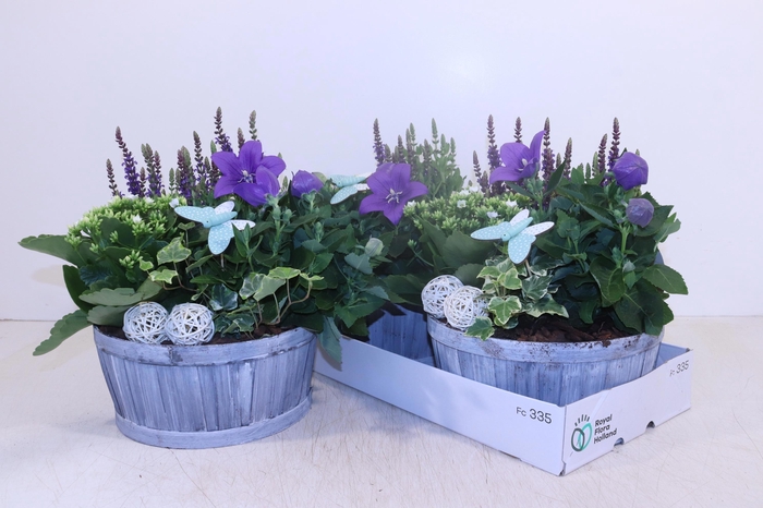 <h4>ARR TUINPLANTEN</h4>