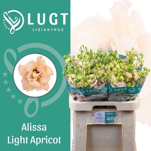 Lisianthus do alissa light apricot