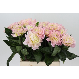 Dahlia Dianas Memory