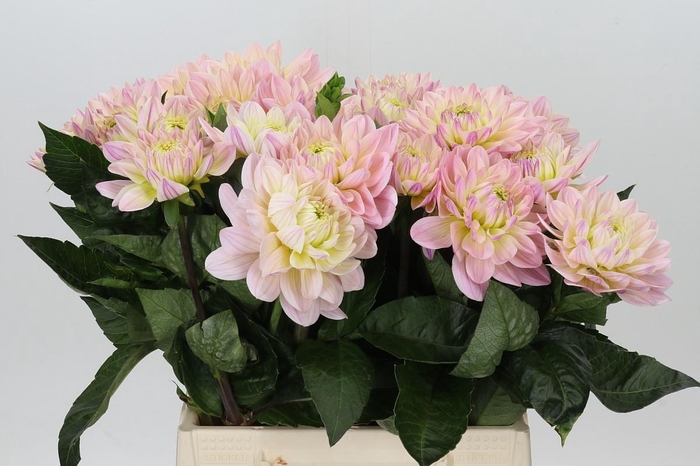 <h4>Dahlia Dianas Memory</h4>