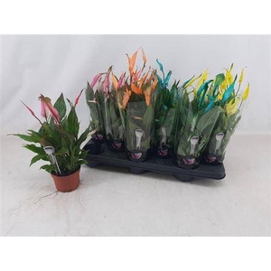 Spath Chopin Paint 8+