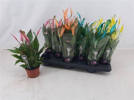 <h4>Spath Chopin Paint 8+</h4>