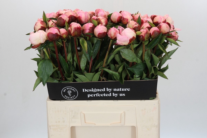 <h4>Paeonia Gardenia</h4>
