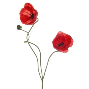 Af Papaver L74cm Rood