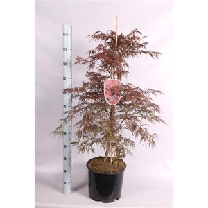 Acer Palmatum Garnet