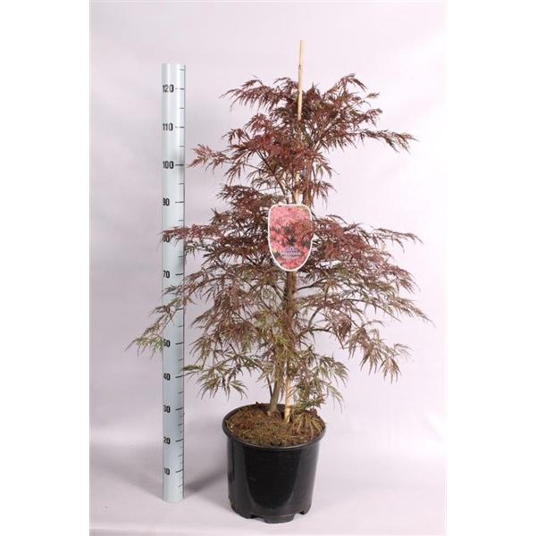 <h4>Acer Palmatum Garnet</h4>