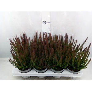 Calluna vulg. 'Skyline'   ...mix