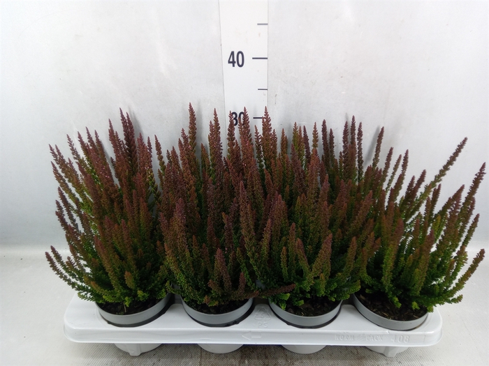 Calluna vulg. 'Skyline'   ...mix