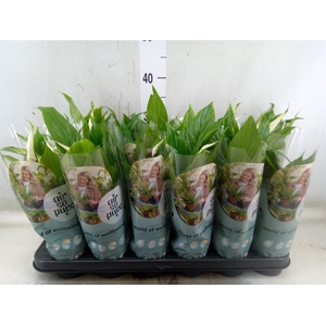 Spathiphyllum  'Chopin'