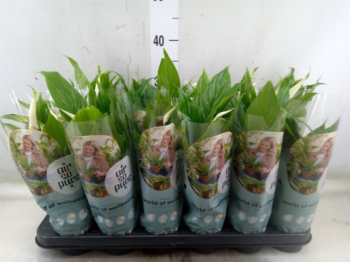<h4>Spathiphyllum  'Chopin'</h4>