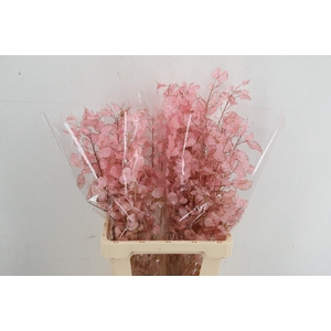 DF Lunaria silverleaf Bs Light Pink