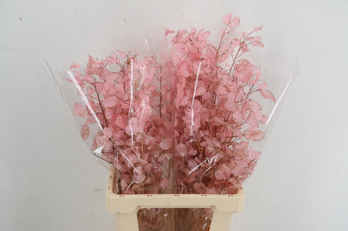 <h4>DF Lunaria silverleaf Bs Light Pink</h4>