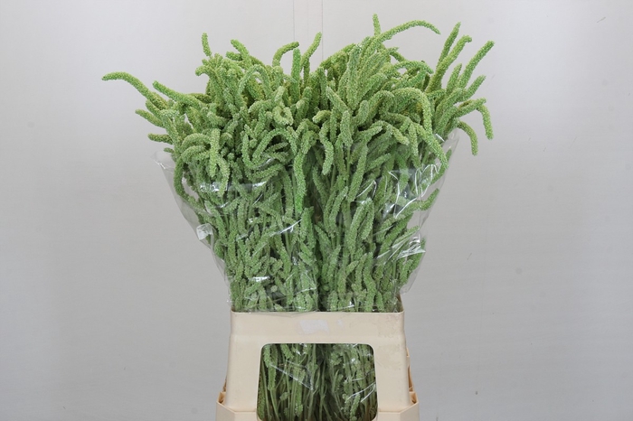 <h4>Amaranthus Yearming Desert Green</h4>