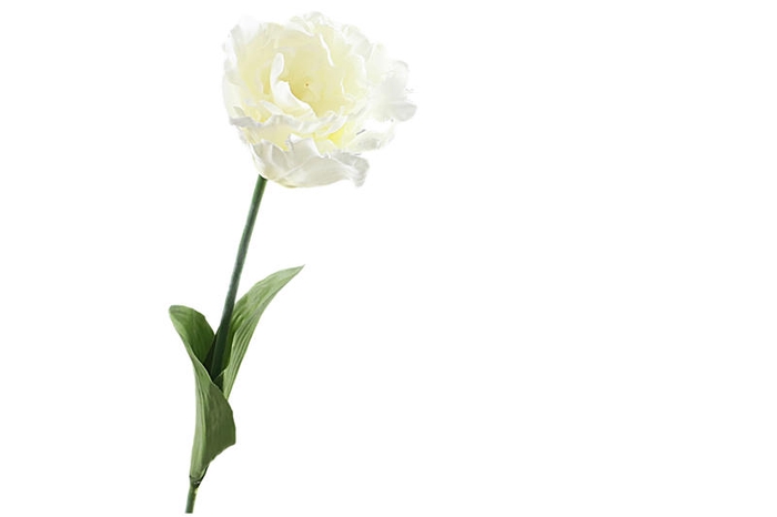 Tulipa Parrot White