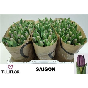 Tu En Saigon