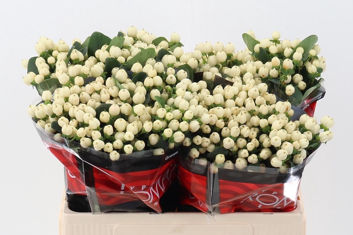 <h4>Hyp Cool Rom 70cm</h4>