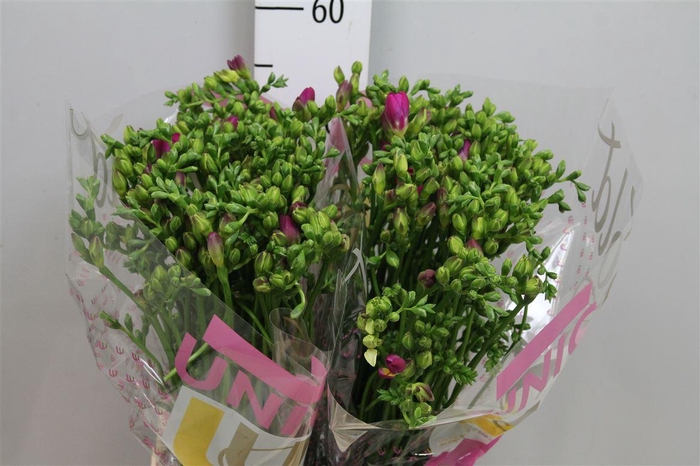 <h4>Fr Du Purple Rain</h4>