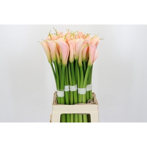 Zantedeschia Eydolls Salmon