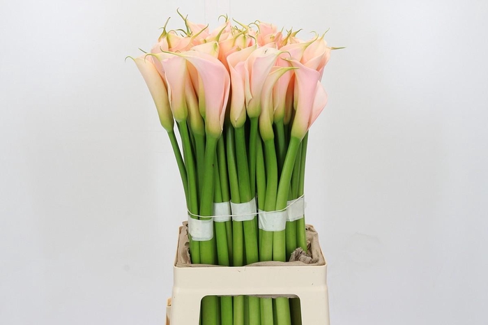 <h4>Zantedeschia Eydolls Salmon</h4>