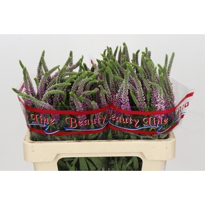 Veronica Skyler Pink