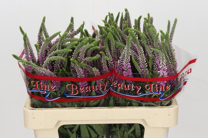 Veronica Skyler Pink