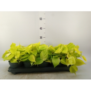 Philodendron scand. 'Lemon Lime'