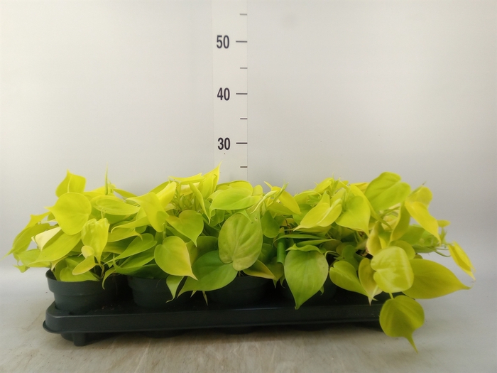 <h4>Philodendron scand. 'Lemon Lime'</h4>