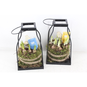 arr4 Bollenmix MB - Zink lantaarn kl. 338/6