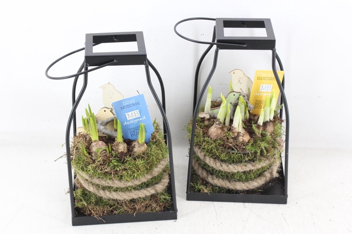 <h4>arr4 Bollenmix MB - Zink lantaarn kl. 338/6</h4>