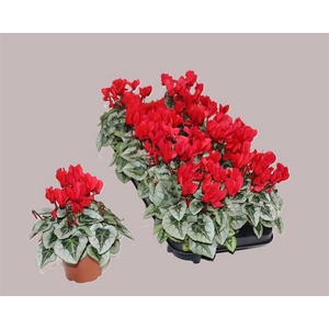 Cyclamen Silverado 10,5Ø 23cm