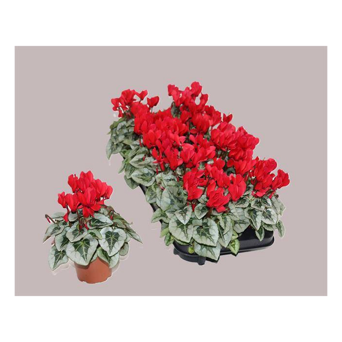 <h4>Cyclamen Silverado 10,5Ø 23cm</h4>