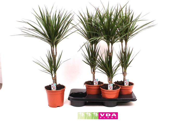 <h4>Marginata P17 30-10</h4>