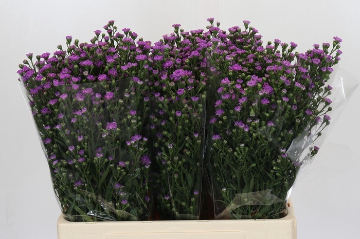 <h4>Aster Baby Pink</h4>