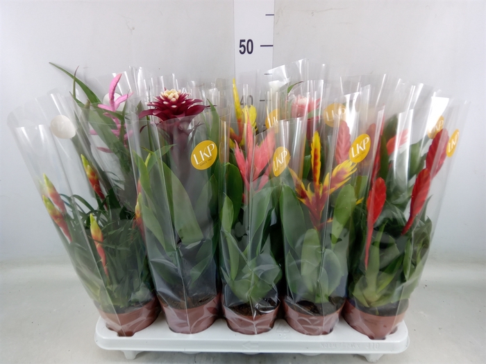 <h4>Bromelia   ...mix 10</h4>